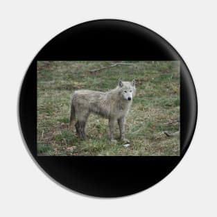 White Wolf Pin