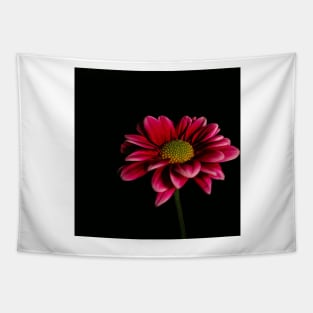 Daisy on Black Tapestry