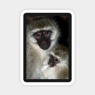 Primate - Black-faced Vervet Monkey, Kenya. Magnet