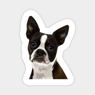 Boston Terrier Illustration Magnet