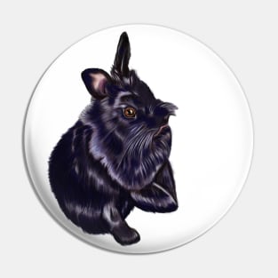 bunny rabbit cute  furry ebony colored coloured lionhead bunny rabbit Pin