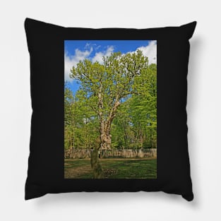 The Knightwood Oak Pillow