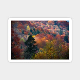 Autumn carpathian forest Magnet