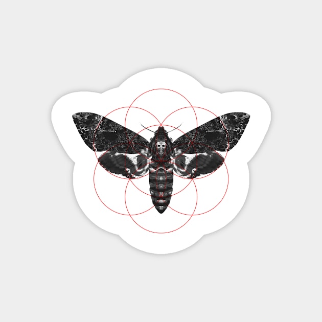 Sacred Death's-head Hawkmoth Magnet by DrSoed