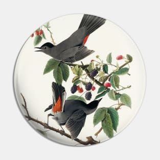 Cat Bird from Birds of America (1827) Pin