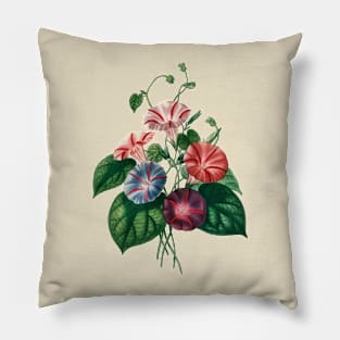 Morning-glory (Pharbitis hispida)- Botanical Illustration Pillow