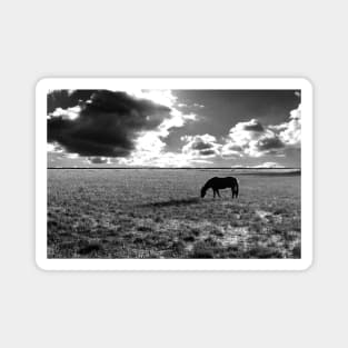 Horse Field Pasture Dramatic Clouds Black and White Magnet