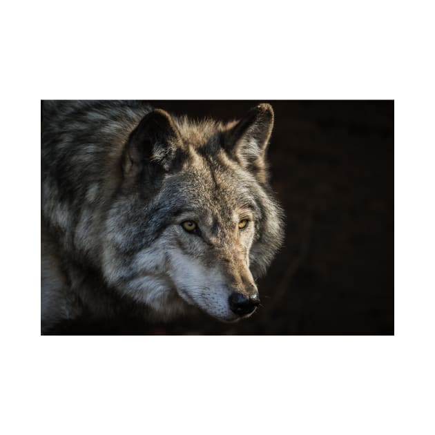 Timber Wolf by jaydee1400