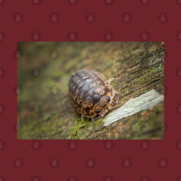 A furious looking woodlouse by AvonPerception