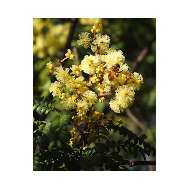 European Honey Bee on Wattle by kirstybush