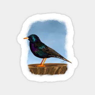 European Starling Magnet