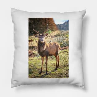 Highland Stag Pillow