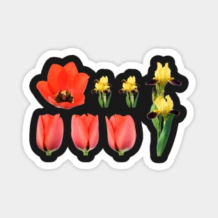 Bearded iris and red tulip Magnet