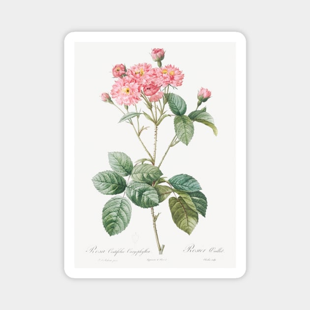 Carnation Petalled Variety of Cabbage Rose also known as Rose bush (Rosa Centifolia Caryophyllea) from Les Roses (1817–1824) by Pierre-Joseph Redouté. Magnet by Elala