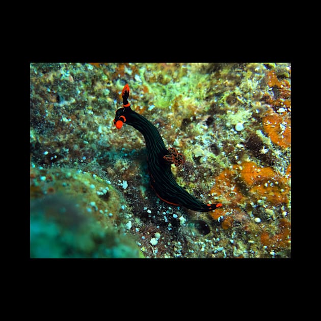 Nembrotha kubaryana nudibranch by likbatonboot