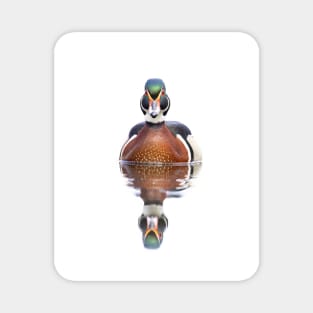 Wood duck swimming in Spring Magnet