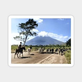 Colorized Vintage Photo of Cattle Drive past San Miguel Volcano Magnet