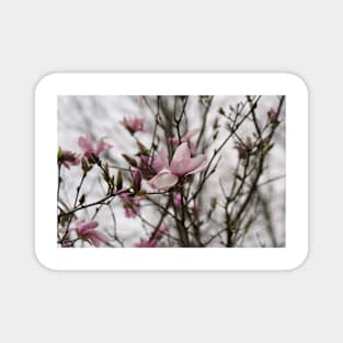 Close up of Pink Magnolia flowers in spring season. Magnet