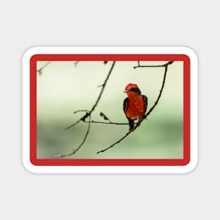 Little Red Beauty - Vermilion Flycatcher Magnet