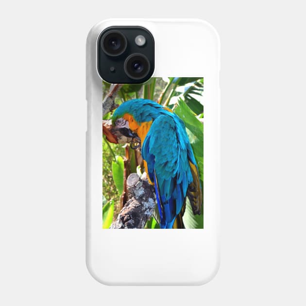 Macaw Parrot Yellow And Blue Bird Phone Case by AndyEvansPhotos