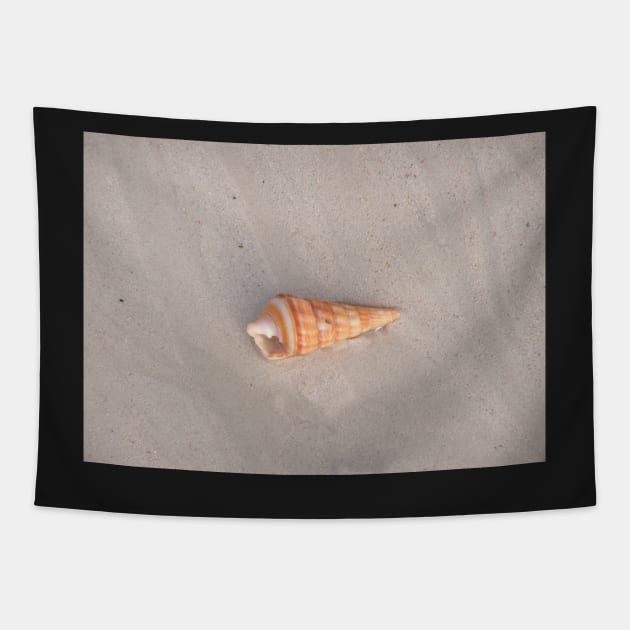 Seashell Tapestry by Photomisak72