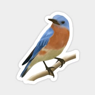 Eastern Blue bird Magnet