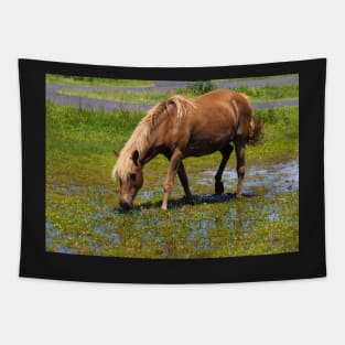 Assateague Pony Lunching on Watercress Salad Tapestry