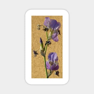 Purple Iris Magnet