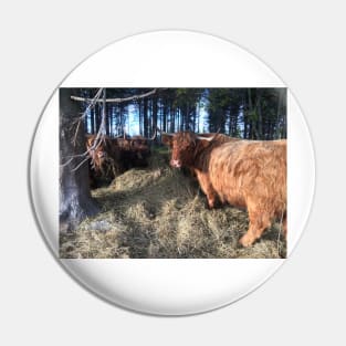 Scottish Highland Cattle Cows 1831 Pin