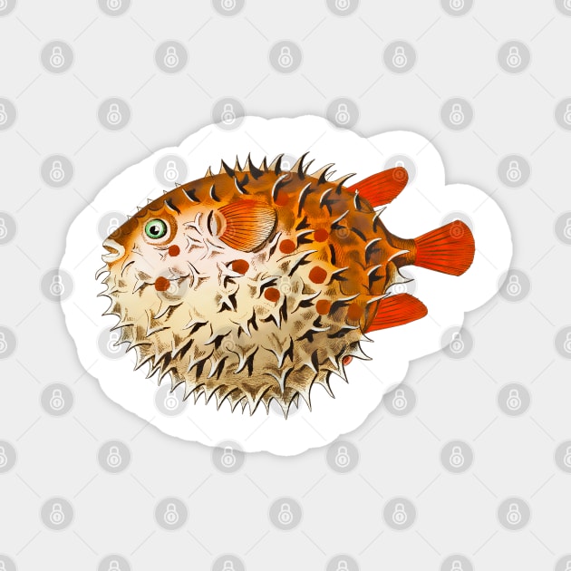 Colorful and vintage chubby fish for illustration Magnet by Marccelus