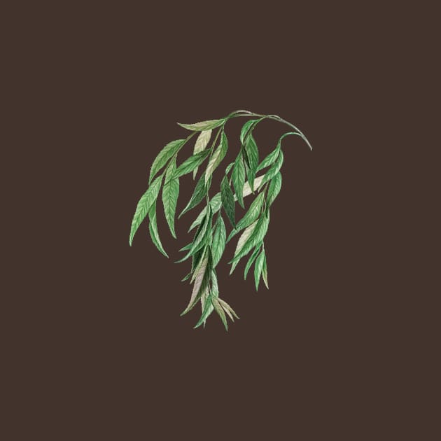 Vintage Babylon Willow Botanical Illustration by Holy Rock Design