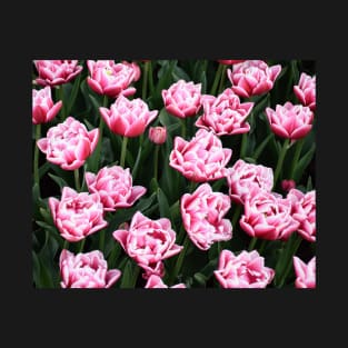 Fancy Red and White Tulips in Mount Vernon T-Shirt