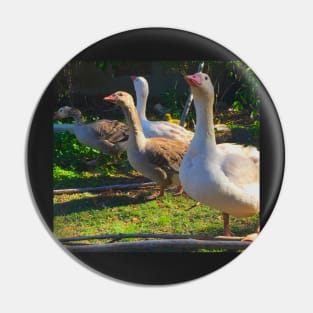 Flock of Cotton Patch Geese Pin