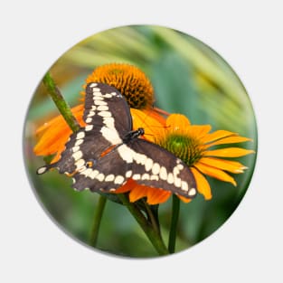 Brown and Cream Swallowtail Butterfly on Orange Coneflower Pin