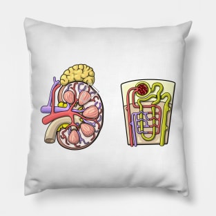 Human Kidney Renal Anatomy Illustration Pillow