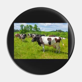 A herd of Holstein Friesian cows grazing on a pasture under blue cloudy sky Pin