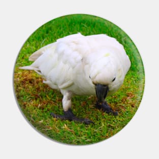 The Cockatoo without his Crest! Pin