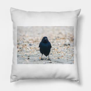 Boat-tailed Grackle at Beach Pillow