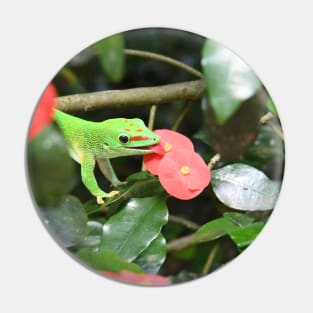 Madagascar, day gecko Pin