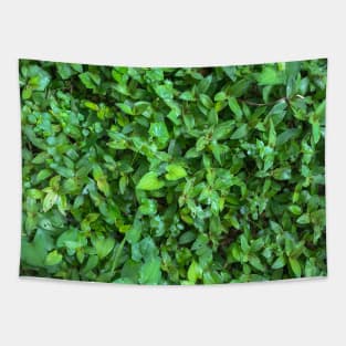 Grass (Small leaf spiderwort) texture background Tapestry