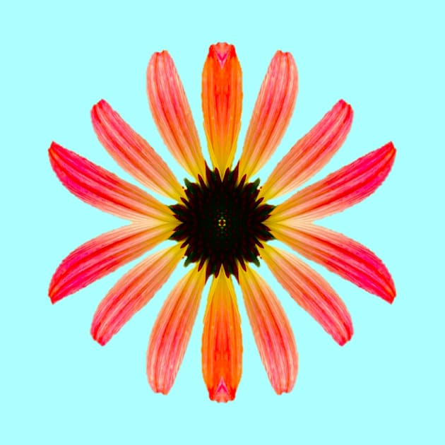 Pretty Multicolored Daisy by Amanda1775