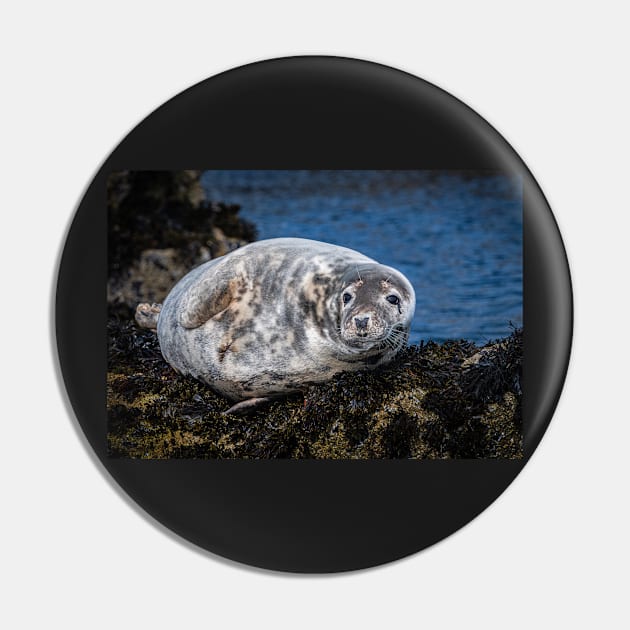 Grey Seal on the Rocks Pin by TonyNorth