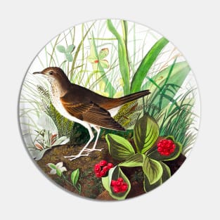 Tawny Thrush from Birds of America (1827) Pin