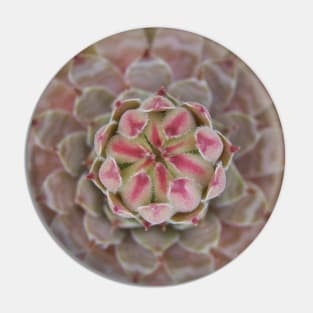 Sempervivum Bird Eye Arial View Pin