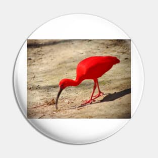 Scarlet Ibis Pin