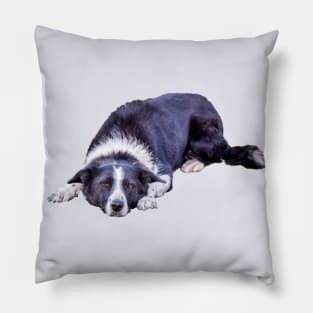 Border Collie Lying Down Playing Fetch Pillow