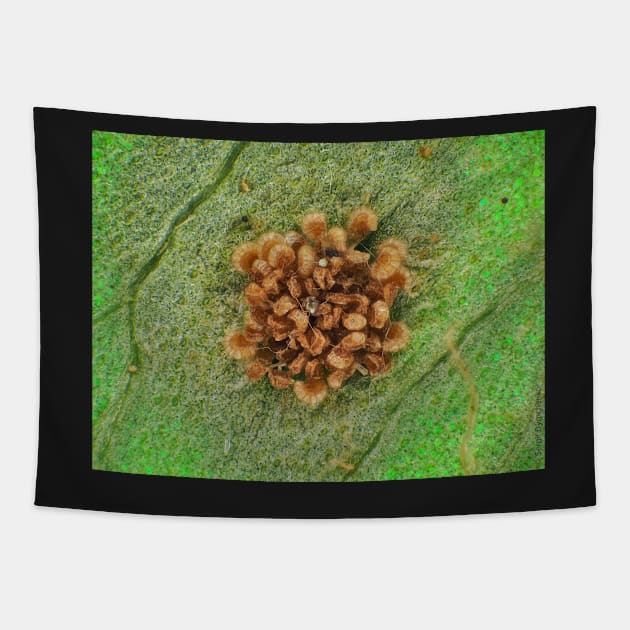 Fern sorus under the microscope Tapestry by SDym Photography