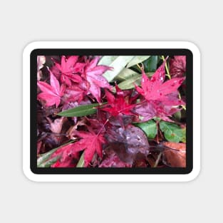 Rainy Red and Green Christmas Leaves on the Forest Floor Magnet