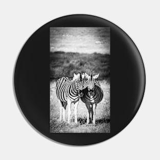 Two zebra standing. Pin