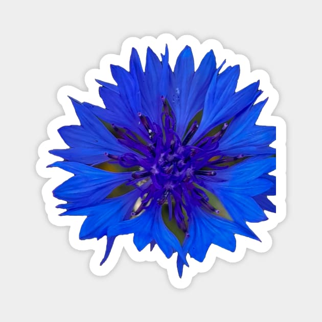 Cornflower Royal Blue Flower Magnet by ellenhenryflorals